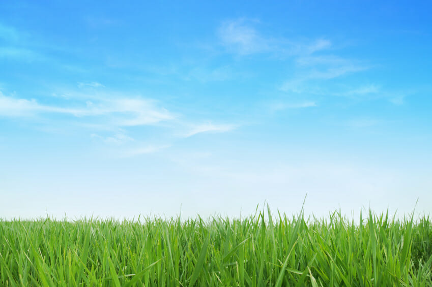 close up of green grass with a blue sky in the background and some clouds